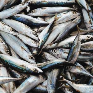 Mercato telematico della pesca