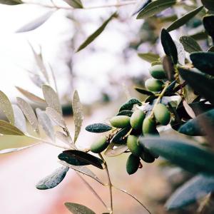 Premio Olio extravergine di oliva