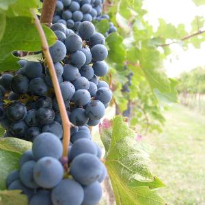 viticoltura, domande in scadenza