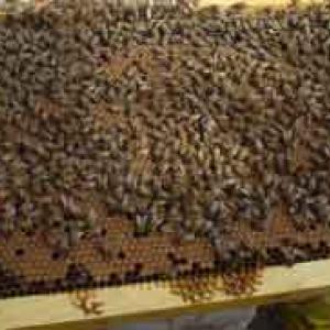 apicoltura in Sardegna