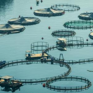 Acquacoltura