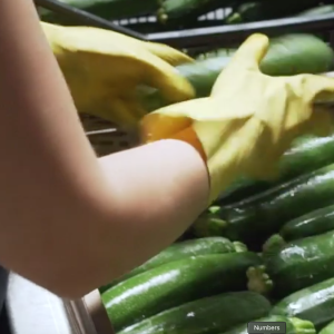 agricoltura - immagine simbolica