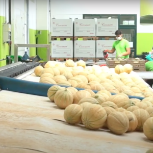 agricoltura - meloni