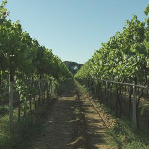 un vigneto in Sardegna