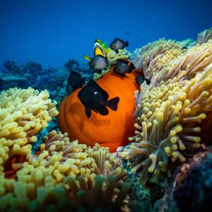 Biodiversità marina