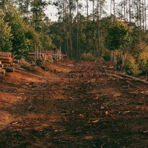 Deforestazione