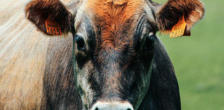 aiuti alle imprese del settore zootecnico