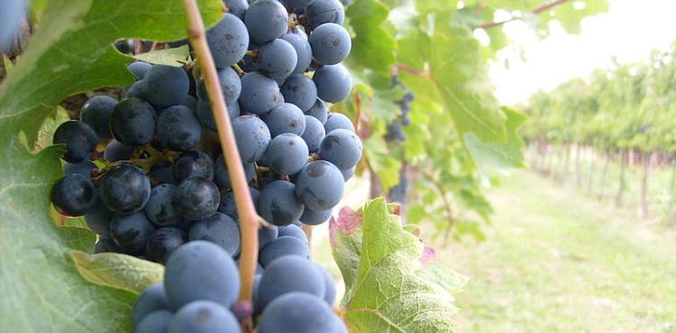 viticoltura, domande in scadenza