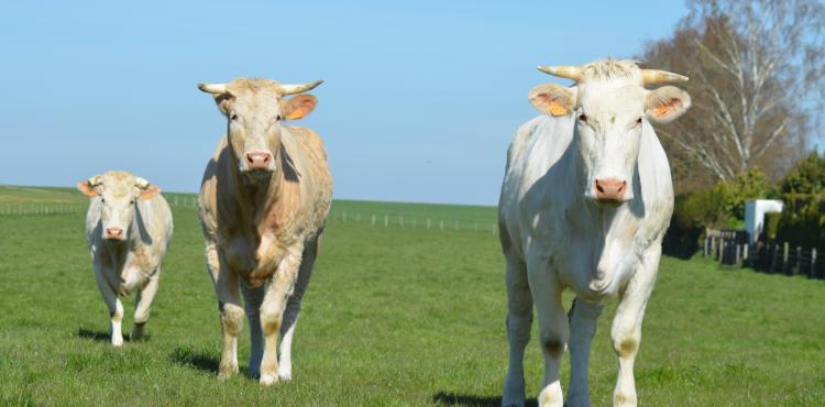 allevamenti bovini - Foto di Nadine Doerle da Pixabay