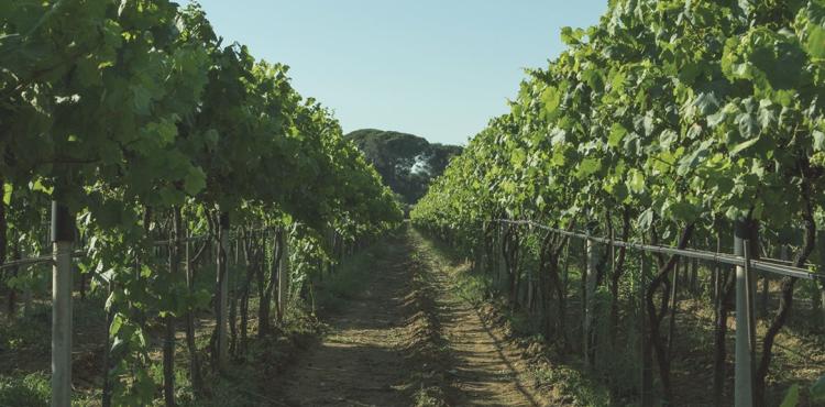 un vigneto in Sardegna