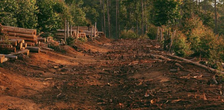 Deforestazione