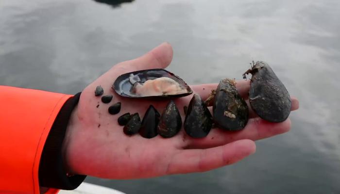 Embedded thumbnail for Il Consorzio dei molluschicoltori di Olbia